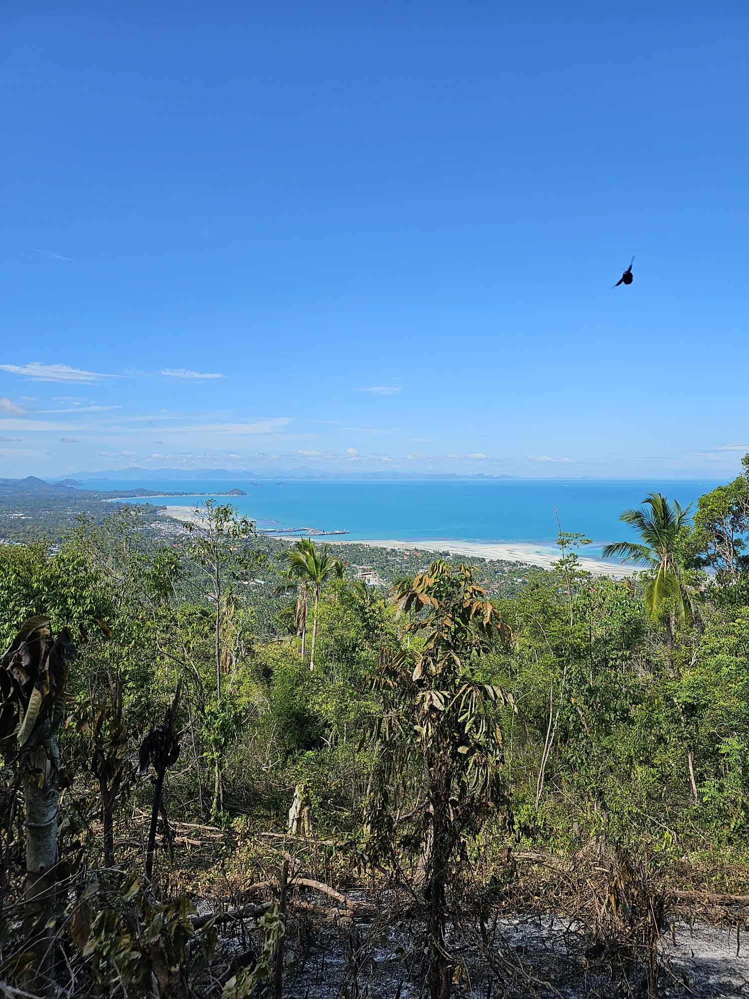 377100400_1234235973908884_3636673175833496462_n Sea View Land for Sale in Bang Makham, Koh Samui