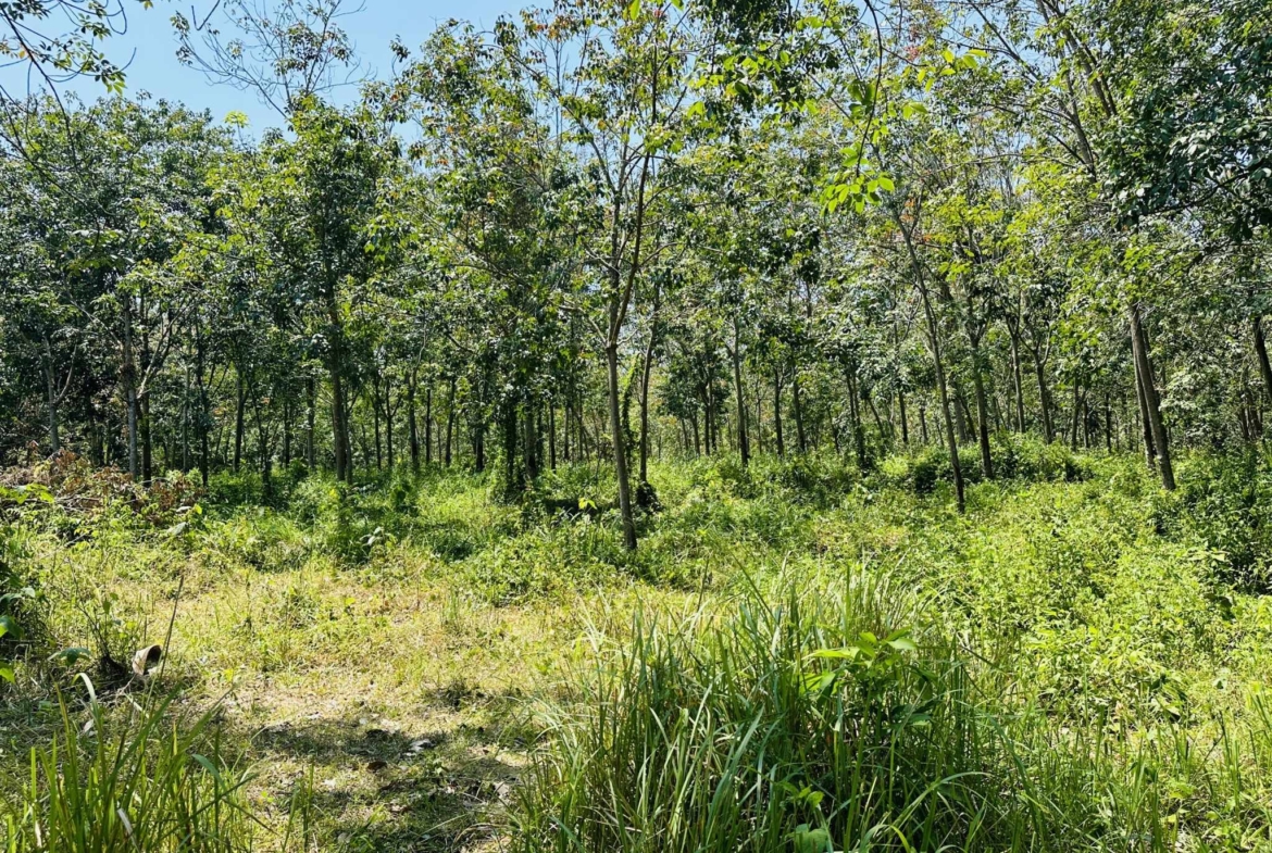 Flat Land for Sale in Taling Ngam, Koh Samui