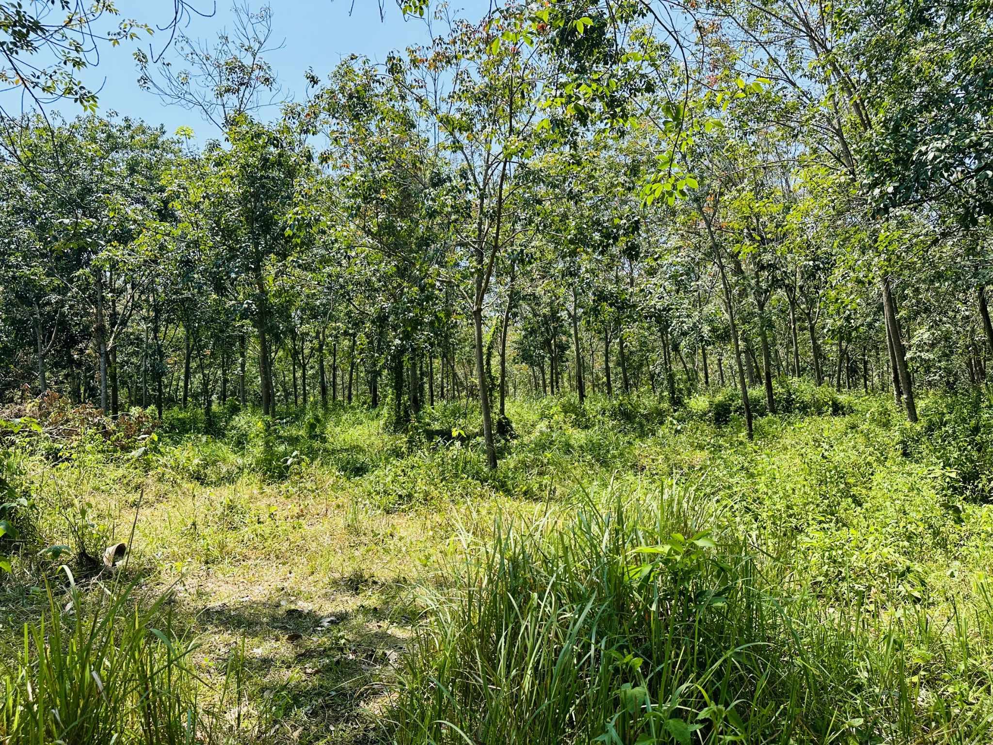 Flat Land for Sale in Taling Ngam, Koh Samui