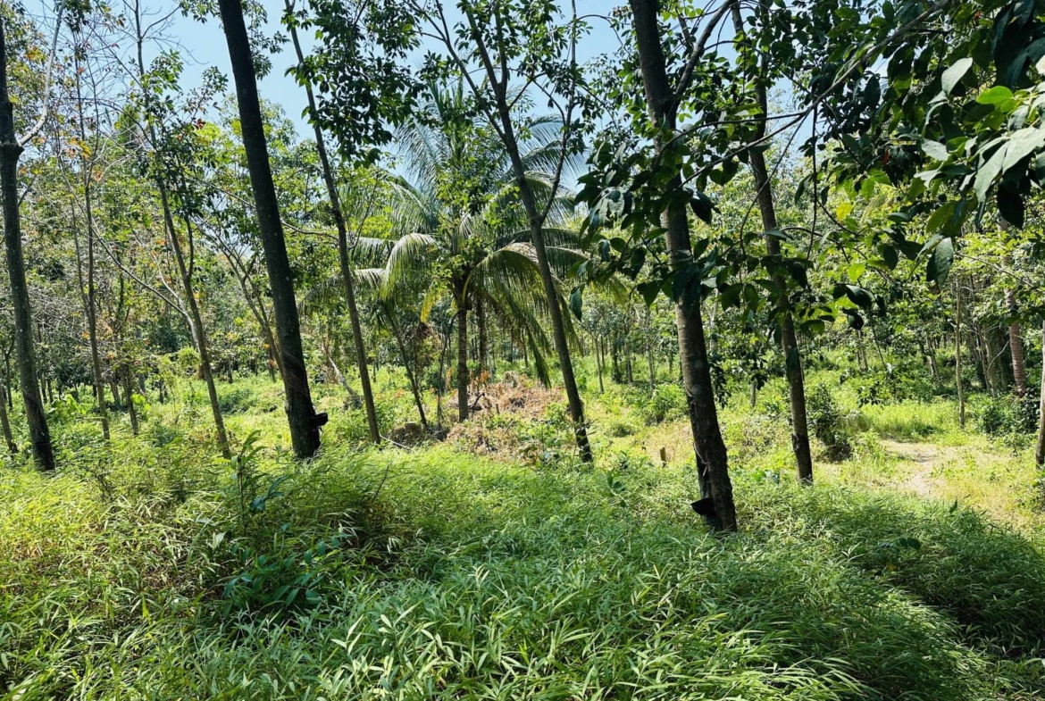 Flat Land for Sale in Taling Ngam, Koh Samui