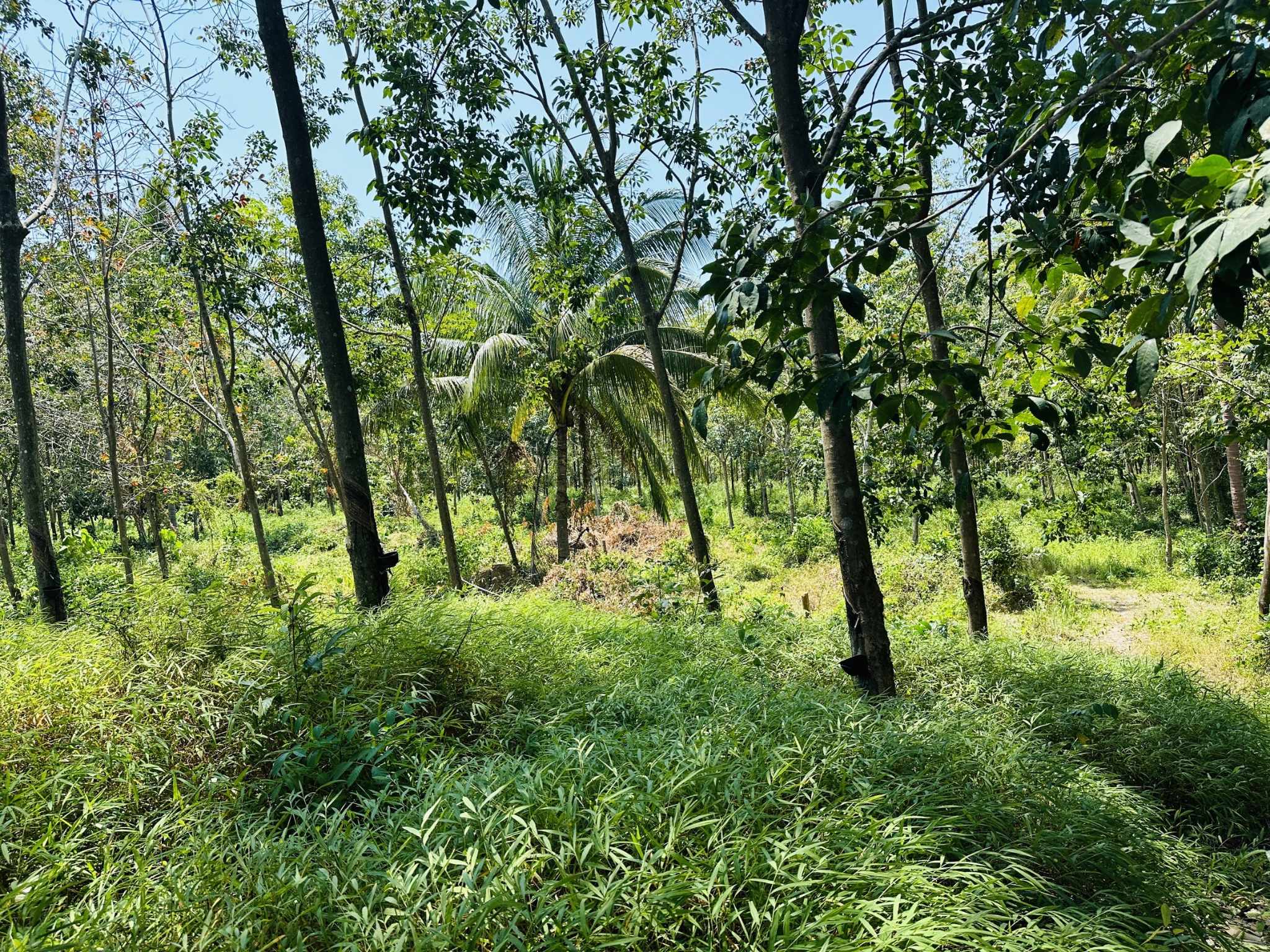 Flat Land for Sale in Taling Ngam, Koh Samui