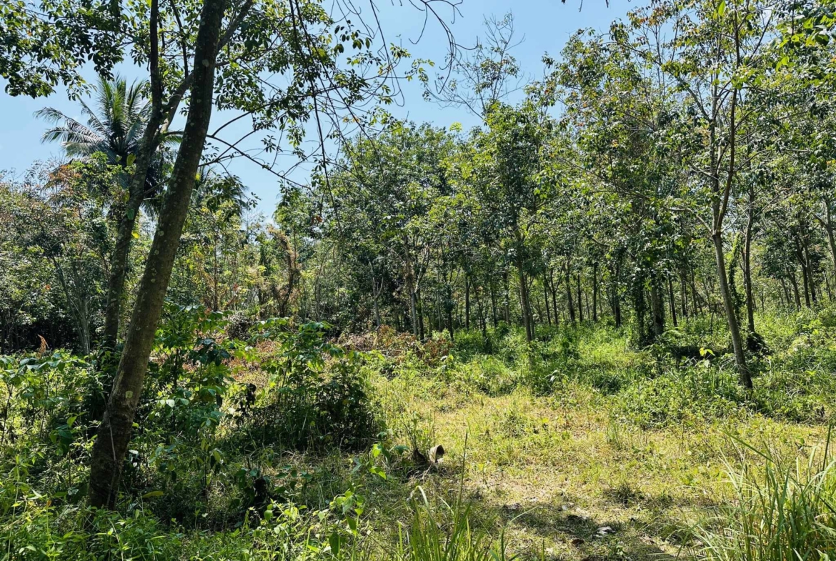 Flat Land for Sale in Taling Ngam, Koh Samui