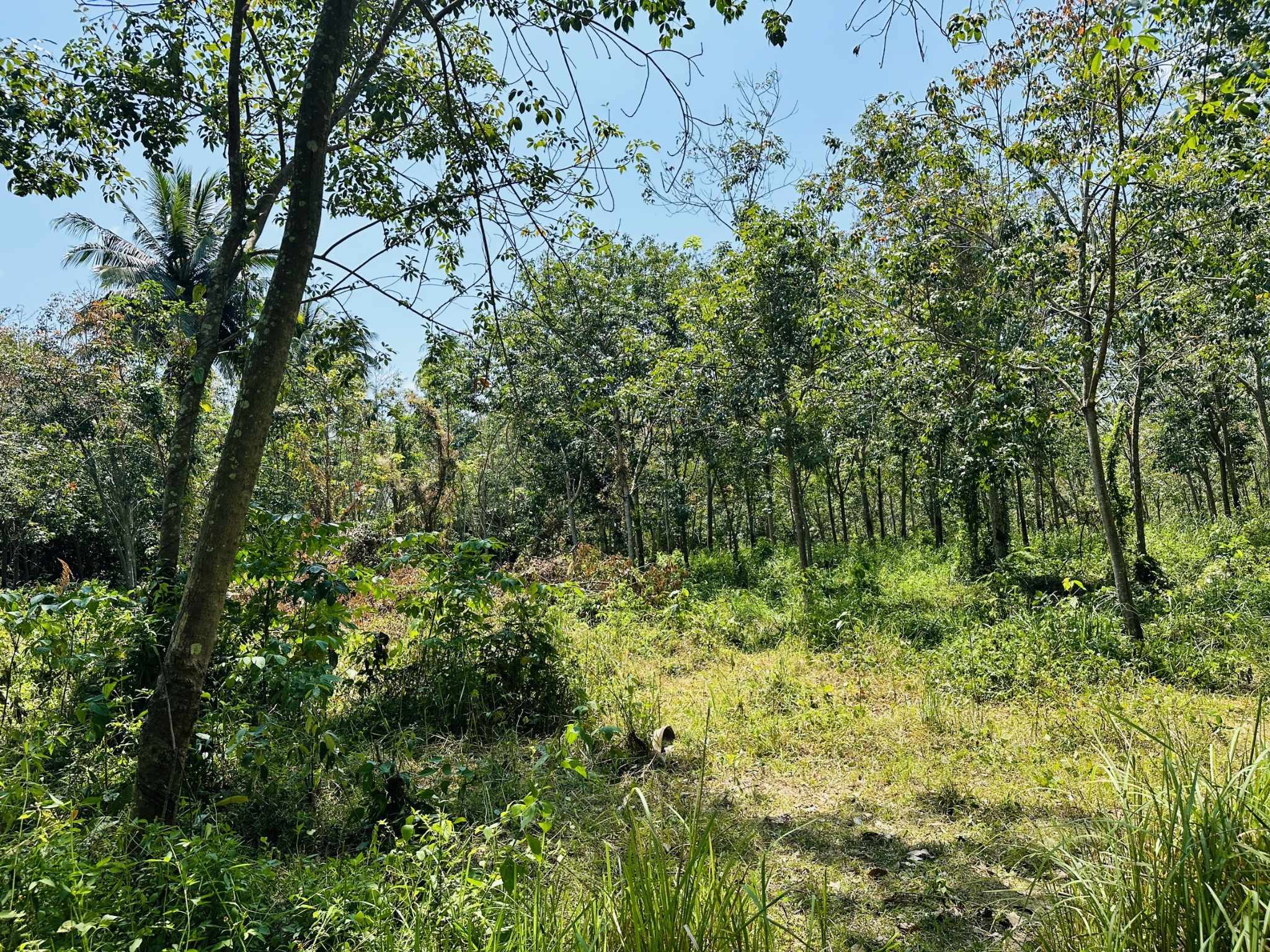 Flat Land for Sale in Taling Ngam, Koh Samui