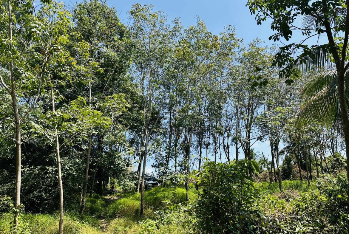 Flat Land for Sale in Taling Ngam, Koh Samui