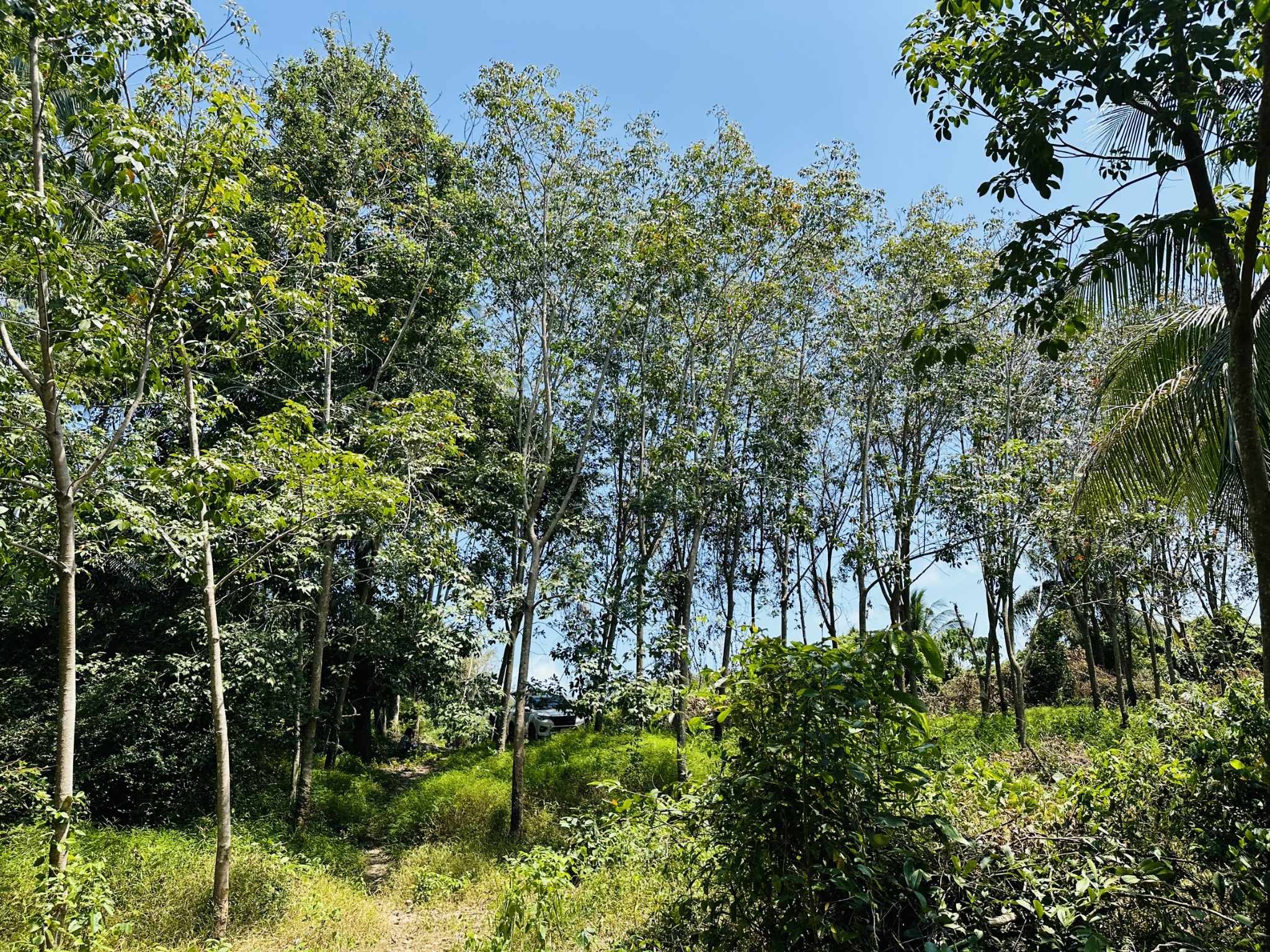 Flat Land for Sale in Taling Ngam, Koh Samui