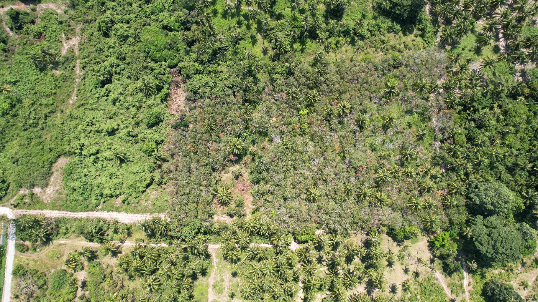 Flat Land for Sale in Taling Ngam, Koh Samui