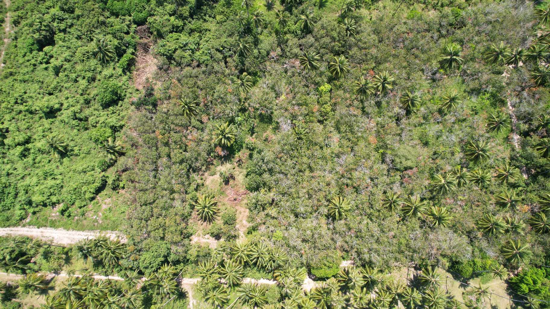 Flat Land for Sale in Taling Ngam, Koh Samui