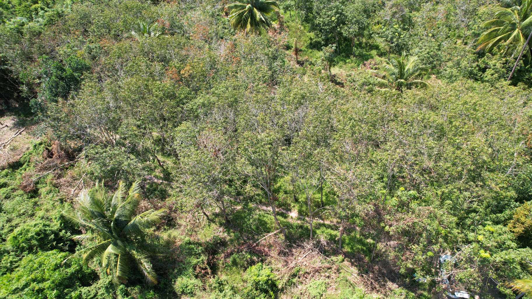 Flat Land for Sale in Taling Ngam, Koh Samui