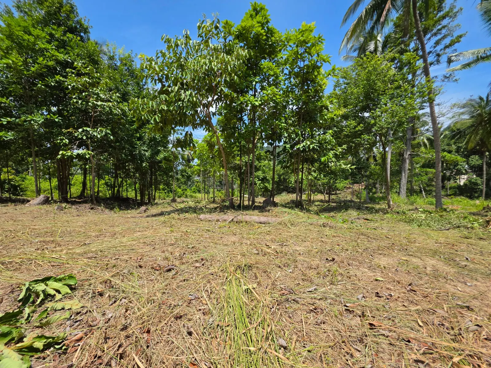 Prime Land Parcel with Partial Sea View for Sale in Chaweng Noi, Koh Samui – Red Title Deed (Chanote), Public Road Access & Electricity Ready