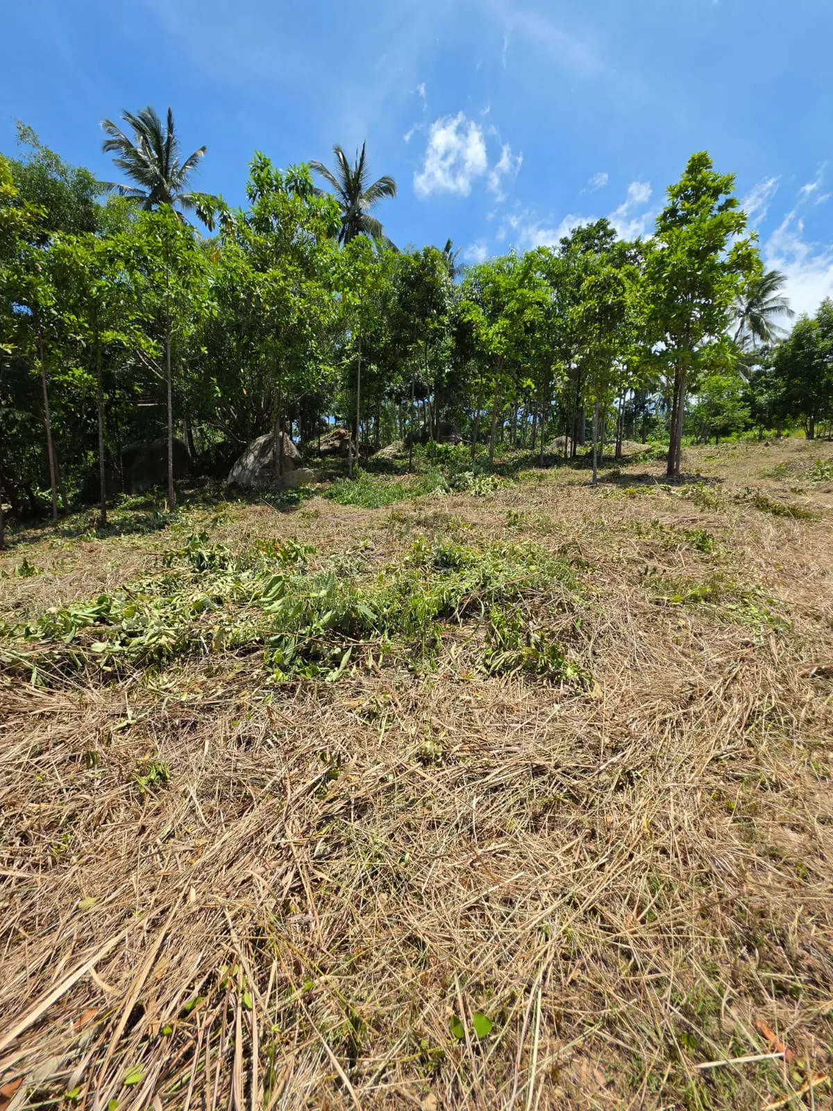 Prime Land Parcel with Partial Sea View for Sale in Chaweng Noi, Koh Samui – Red Title Deed (Chanote), Public Road Access & Electricity Ready