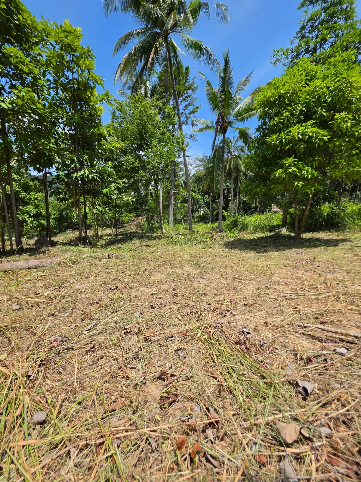 Prime Land Parcel with Partial Sea View for Sale in Chaweng Noi, Koh Samui – Red Title Deed (Chanote), Public Road Access & Electricity Ready