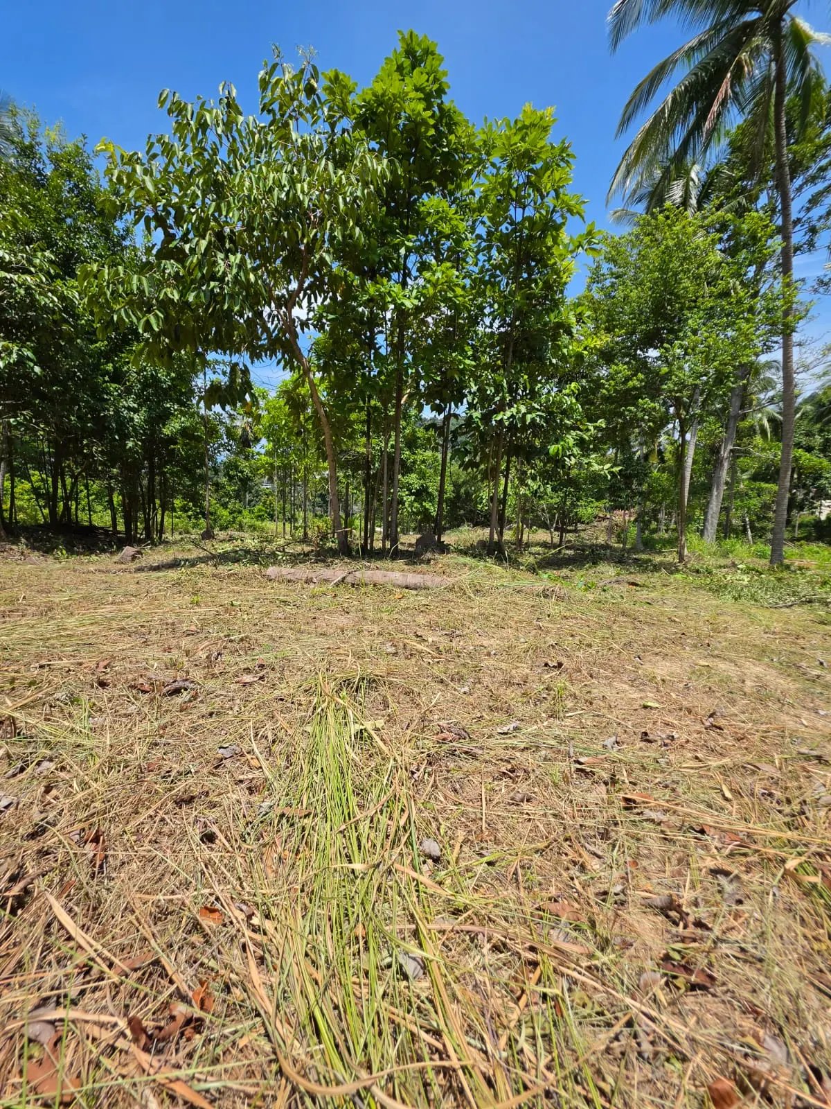 Prime Land Parcel with Partial Sea View for Sale in Chaweng Noi, Koh Samui – Red Title Deed (Chanote), Public Road Access & Electricity Ready