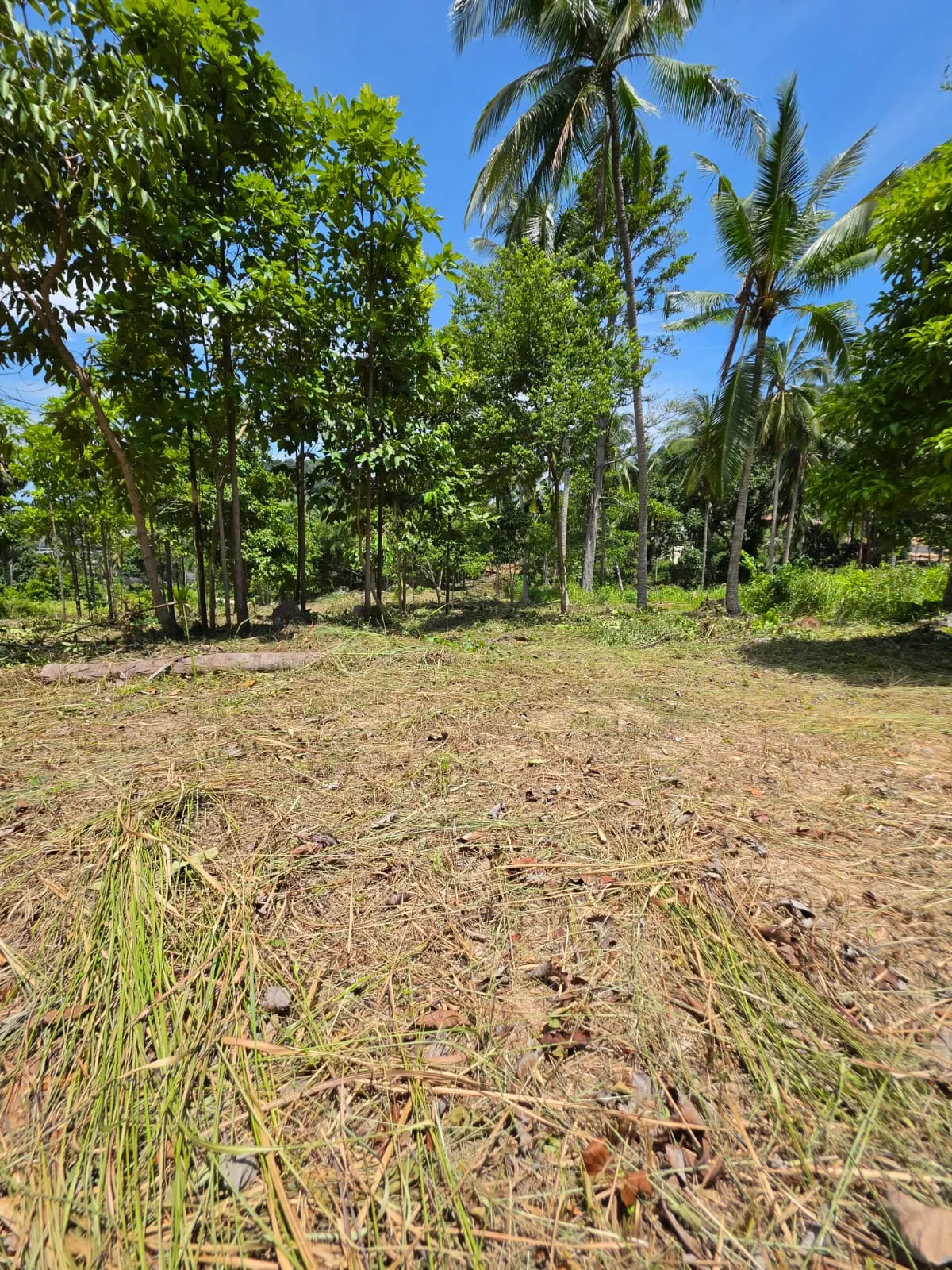 Prime Land Parcel with Partial Sea View for Sale in Chaweng Noi, Koh Samui – Red Title Deed (Chanote), Public Road Access & Electricity Ready
