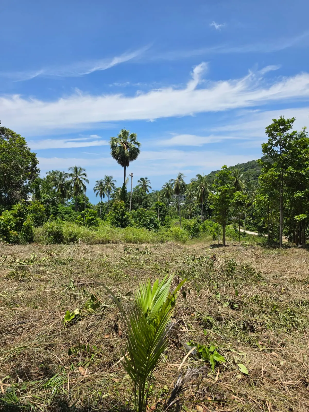 Prime Land Parcel with Partial Sea View for Sale in Chaweng Noi, Koh Samui – Red Title Deed (Chanote), Public Road Access & Electricity Ready