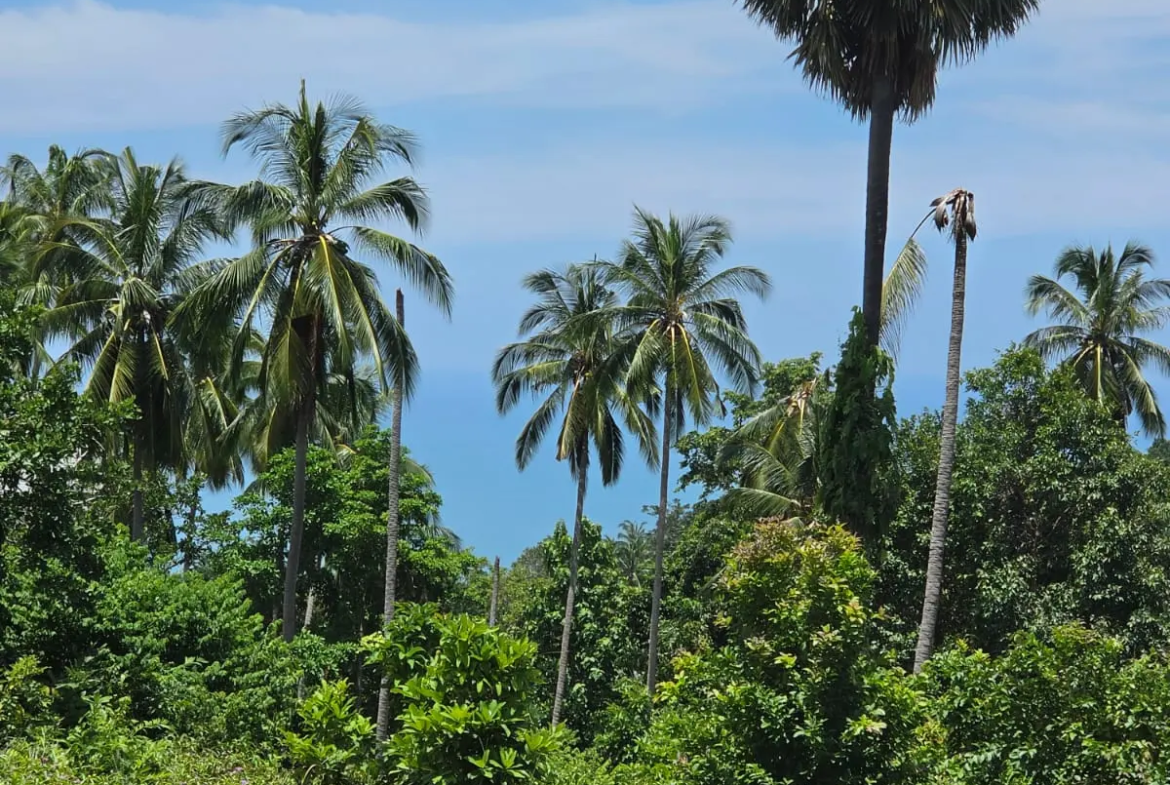 Prime Land Parcel with Partial Sea View for Sale in Chaweng Noi, Koh Samui – Red Title Deed (Chanote), Public Road Access & Electricity Ready