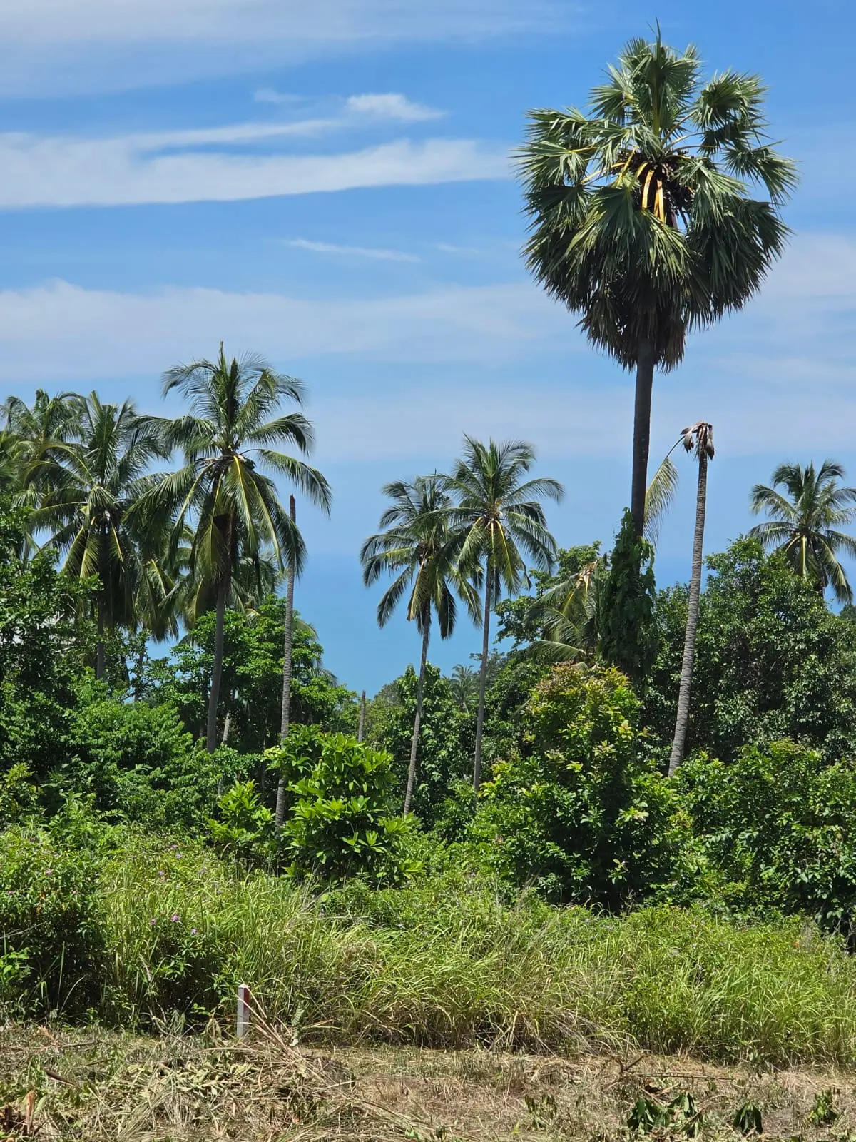 Prime Land Parcel with Partial Sea View for Sale in Chaweng Noi, Koh Samui – Red Title Deed (Chanote), Public Road Access & Electricity Ready