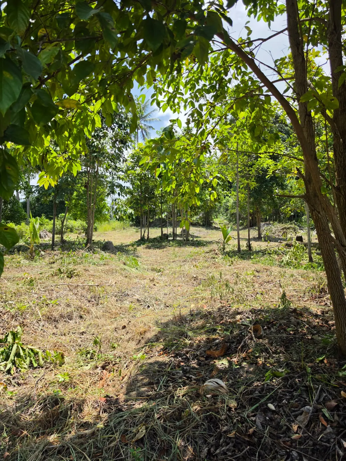 Prime Land Parcel with Partial Sea View for Sale in Chaweng Noi, Koh Samui – Red Title Deed (Chanote), Public Road Access & Electricity Ready