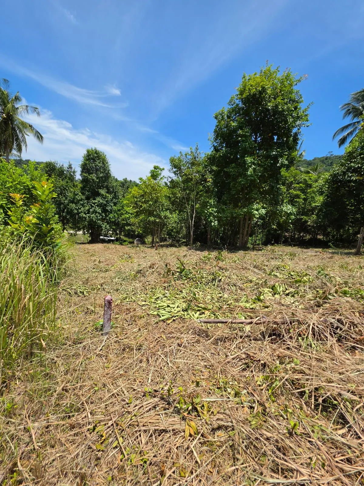 Prime Land Parcel with Partial Sea View for Sale in Chaweng Noi, Koh Samui – Red Title Deed (Chanote), Public Road Access & Electricity Ready